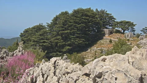 Cedar Trees Stock Footage 143173009
