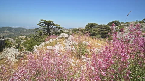 Cedar Trees Stock Footage 143507687
