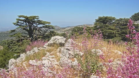 Cedar Trees Stock Footage 143509984