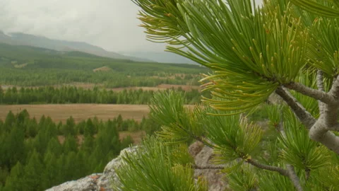 Cedar trees Stock Footage 163777278