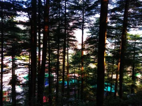 Cedar trees front of mountain lodge. Stock Photos