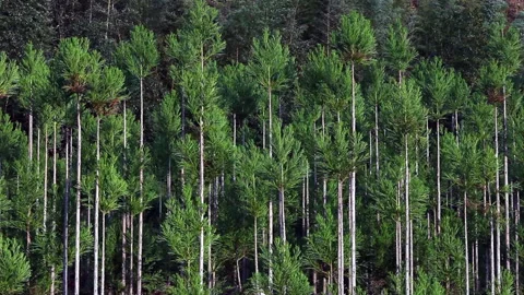 Cedar Trees for the Garden Stock Footage 332458104