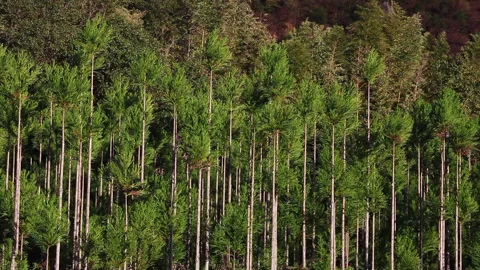 Cedar Trees for the Garden Stock Footage 332458114