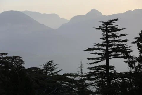 Cedar trees in mountains Fotos de archivo