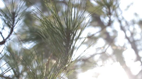 Cedar Trees Rack Focus Stock Footage 47234963