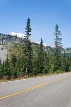 Cedar trees by the road Stock Photos