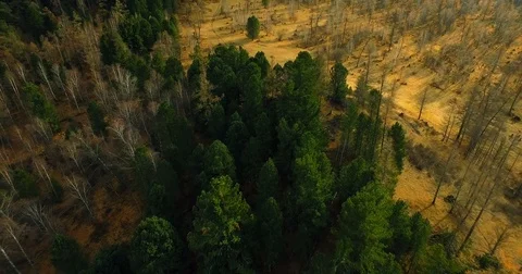 Cedar trees in the taiga Video stock 82991839