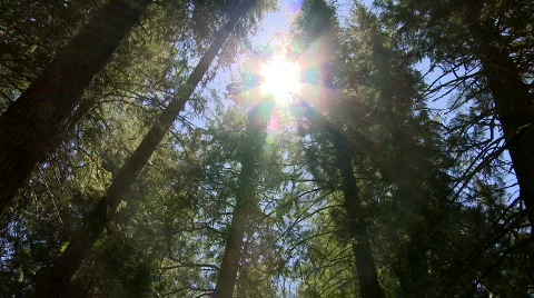 Cedar trees - tilt down Stock Footage 775385