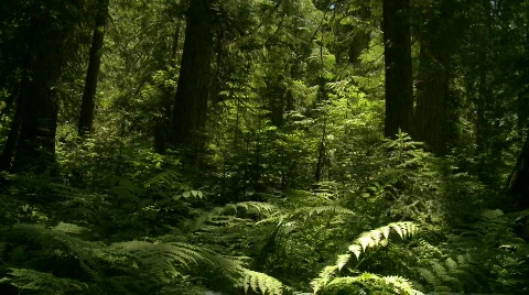 Cedar trees - tilt up Stock Footage 775474