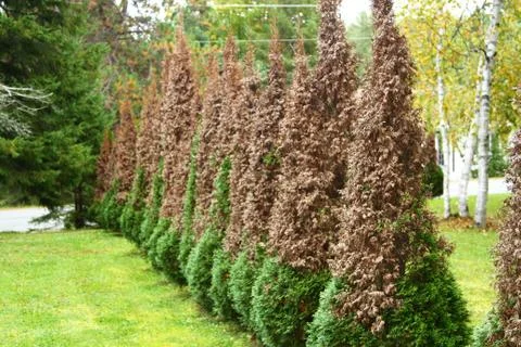 Cedar trees turned partially brown Stock Photos