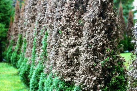 Cedar trees turned partially brown Foto stock