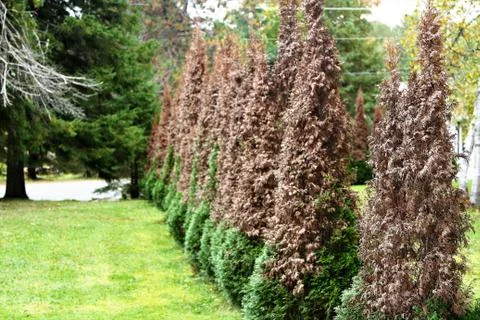 Cedar trees turned partially brown Stock Photos