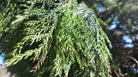 Cedar Twigs With Fine Needle Foliage Vídeos de archivo 345420133