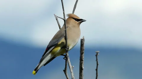 Cedar Waxwing, Bird Stock-Footage 50862836