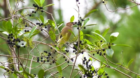 Cedar waxwing bird perched in a berry tree on windy day Stock Footage