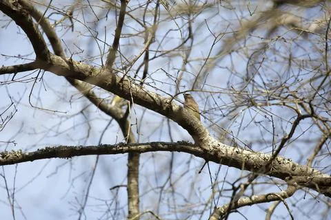 Cedar Waxwing Bird Stock Photos