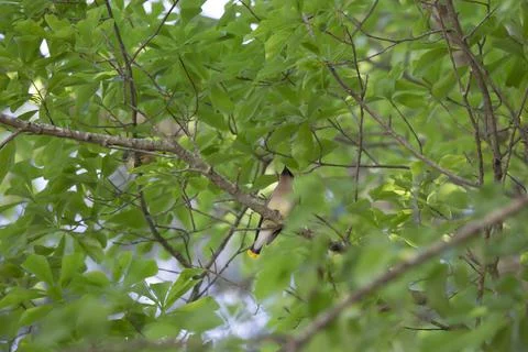 Cedar Waxwing Bird Stock Photos