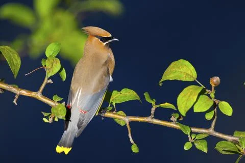Cedar waxwing bird in tree. Stock Photos