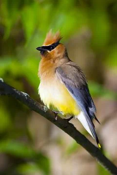 Cedar waxwing bird in tree. Stock Photos