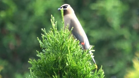 Cedar Waxwing bird on tree top , Bombycilla cedrorum Video stock 107745729