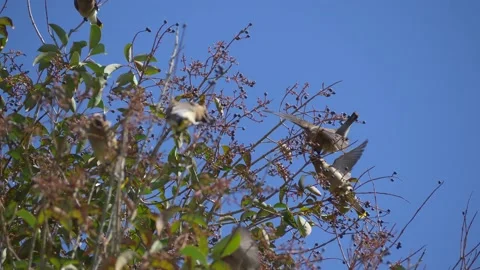 Cedar Waxwing birds in an Elderberry tree Video stock 150112611