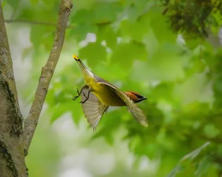 Cedar Waxwing captured in flight through a lush green forest Stock Photos