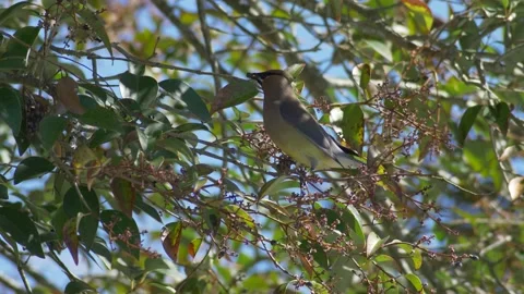 Cedar Waxwing in an Elderberry tree Stock Footage 150114749