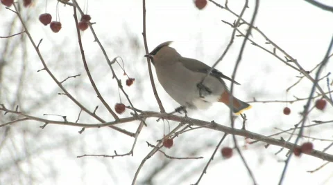 Cedar Waxwing feasting on berry fruit during cold winter months Video stock 98396