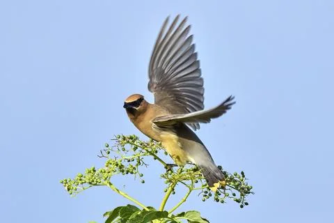 Cedar waxwing flies off from perch. Stock Photos