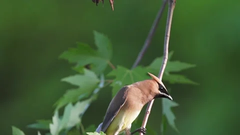 Cedar Waxwing fly's on to tree branch Stock-Footage 157834043