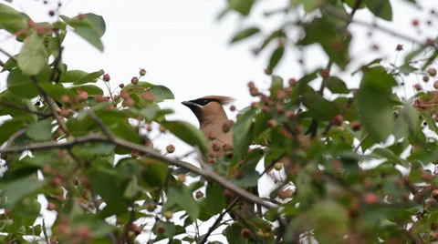 Cedar waxwing Stock Footage 28244352