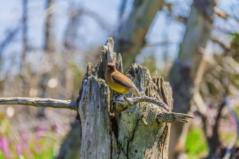 Cedar Waxwing in a forest Stock Photos