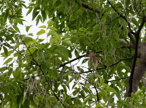 Cedar waxwing gathering nesting material Stock Photos