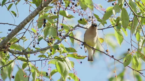 Cedar Waxwing Gets Berry and Flies Away From Tree Stock Footage 316551330