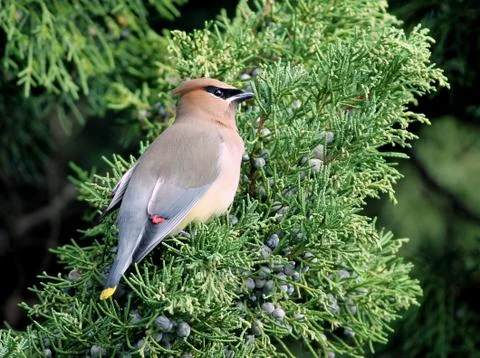 Cedar Waxwing on Juniper Stock Photos