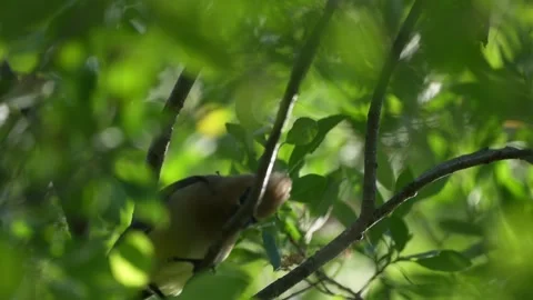 Cedar Waxwing Looking Around Through Green Tree Foliage Stock Footage 340238481