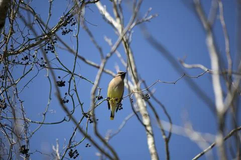 Cedar Waxwing Looking Stock Photos