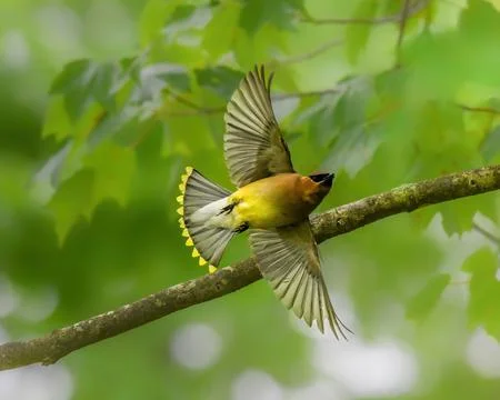 Cedar Waxwing in mid-flight with wings fully spread Stock Photos