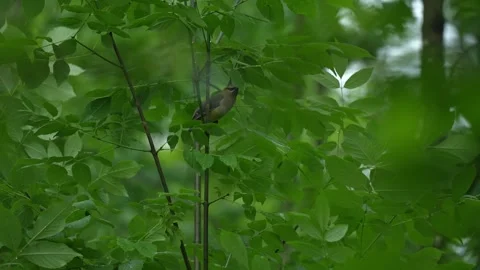 Cedar Waxwing Moving Through Leafy Tree Branches Stock Footage 340237423