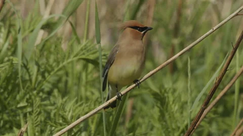 Cedar waxwing perched on branch, 4k Stock Footage 155561878