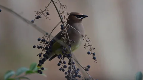 Cedar waxwing perched on a branch with berries Stock Footage 328174024