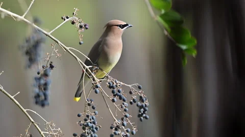 Cedar waxwing perched on a branch with berries Stock Footage 328263829