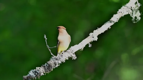 Cedar Waxwing perched on branch Stock-Footage 279078797
