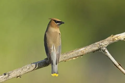 Cedar waxwing perched on a branch. Stock Photos