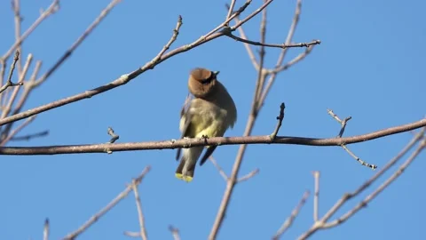 Cedar Waxwing Perched on Branch Scratching an Itch Stock-Footage 171692516