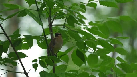 Cedar Waxwing Perched in Heavy Rain Among Green Leaves Stock Footage 340237702
