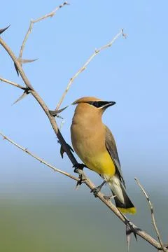 Cedar waxwing perched on a tree branch. Stock Photos