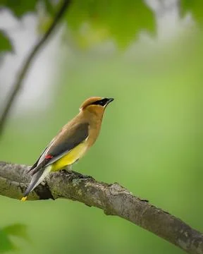 Cedar Waxwing perched on a tree branch Stock Photos