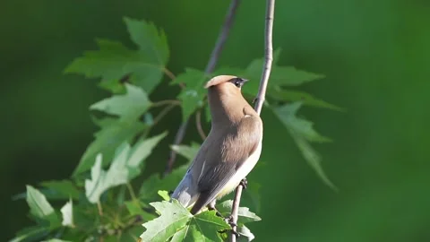 Cedar Waxwing perched on tree, looks around for mate. Stock-Footage 157833802