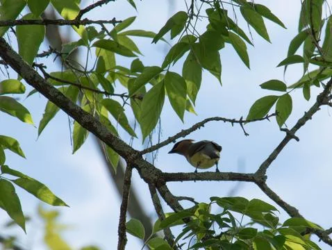 Cedar waxwing perched in a tree Stock Photos